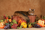 Somali im Korb / somalian cat in basket