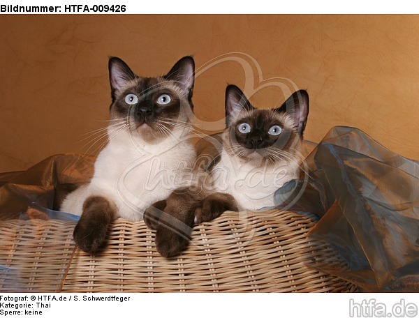 liegende Thaikatzen / lying thais / HTFA-009426