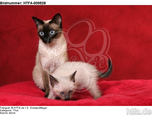 2 Thaikatzen / 2 thais / HTFA-009528