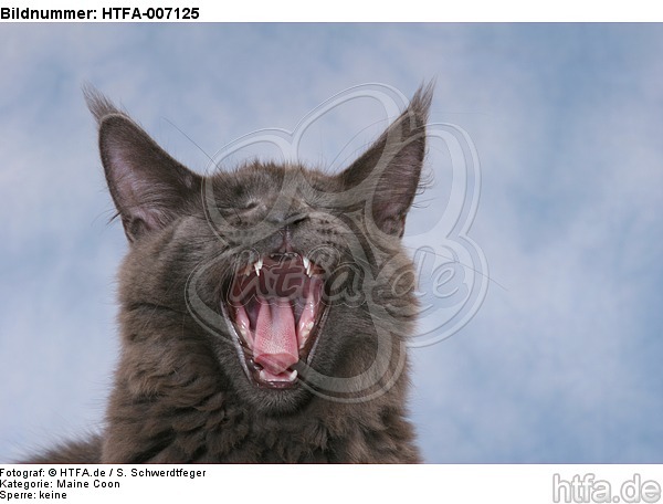 Maine Coon / HTFA-007125