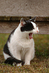 gähnende Hauskatze / yawning domestic cat