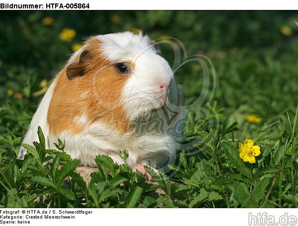 Crested Meerschwein / crested guninea pig / HTFA-005864