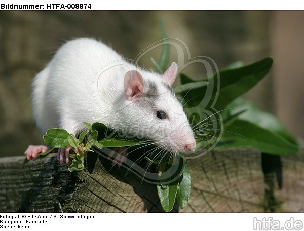 Farbratte / rat / HTFA-008874