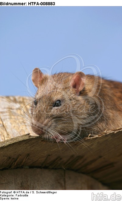 Farbratte / rat / HTFA-008883