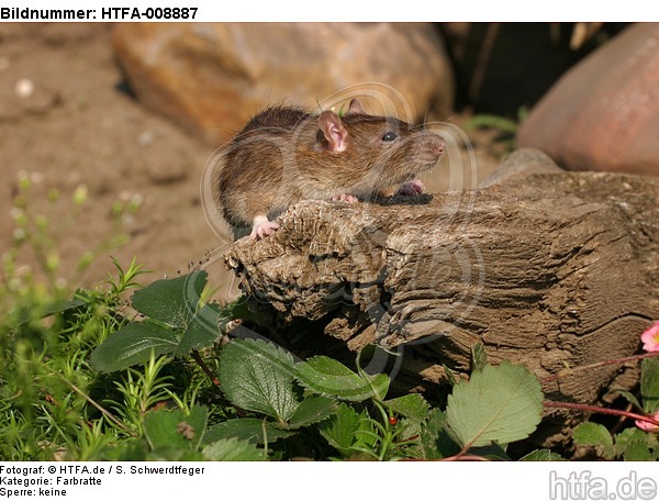 Farbratte / rat / HTFA-008887