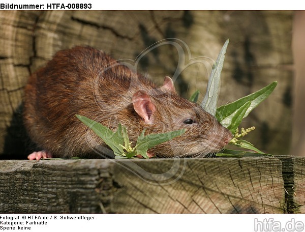 Farbratte / rat / HTFA-008893