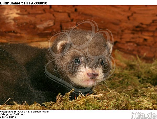 Frettchenwelpe / kit / HTFA-008010