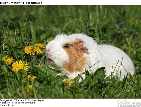 Crested Meerschwein / crested guninea pig / HTFA-005845