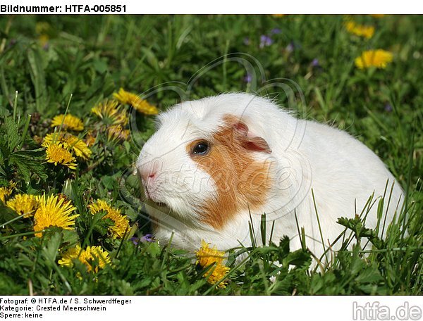 Crested Meerschwein / crested guninea pig / HTFA-005851