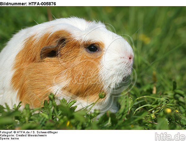 Crested Meerschwein / crested guninea pig / HTFA-005876