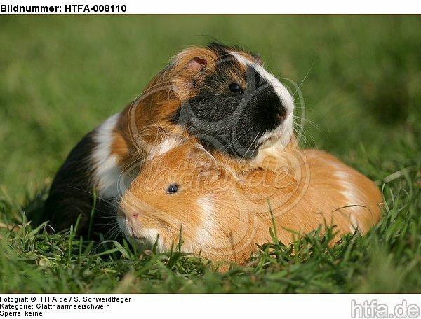 2 Glatthaarmeerschweine / 2 smooth-haired guninea pigs / HTFA-008110