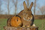 Meerschwein und Kaninchen / guninea pig and rabbit