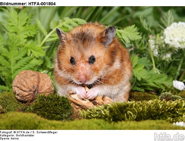 Goldhamster / golden hamster / HTFA-001804