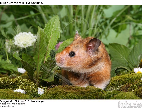 Goldhamster / golden hamster / HTFA-001815