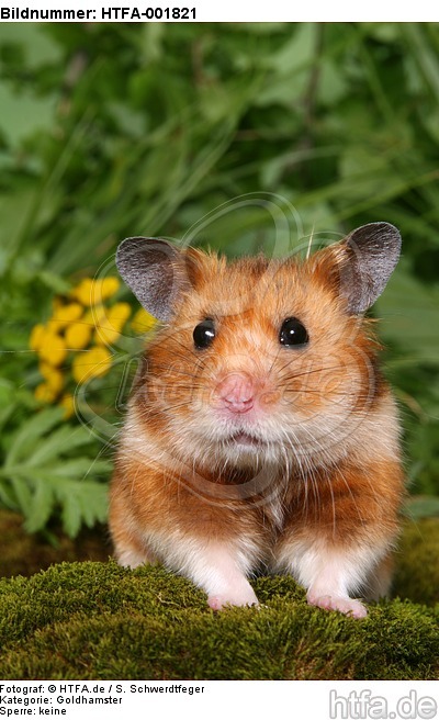 Goldhamster / golden hamster / HTFA-001821