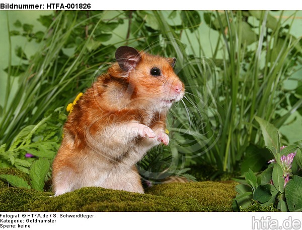 Goldhamster / golden hamster / HTFA-001826