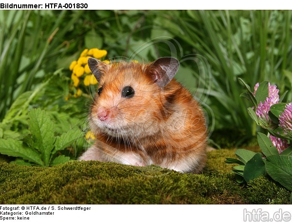 Goldhamster / golden hamster / HTFA-001830