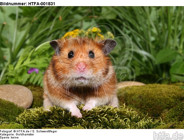Goldhamster / golden hamster / HTFA-001831