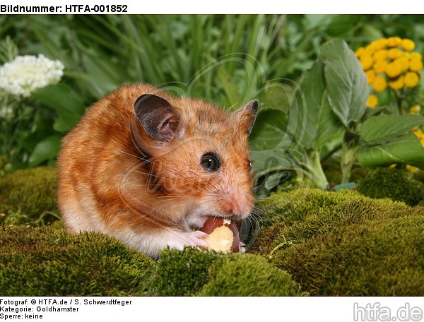 Goldhamster / golden hamster / HTFA-001852