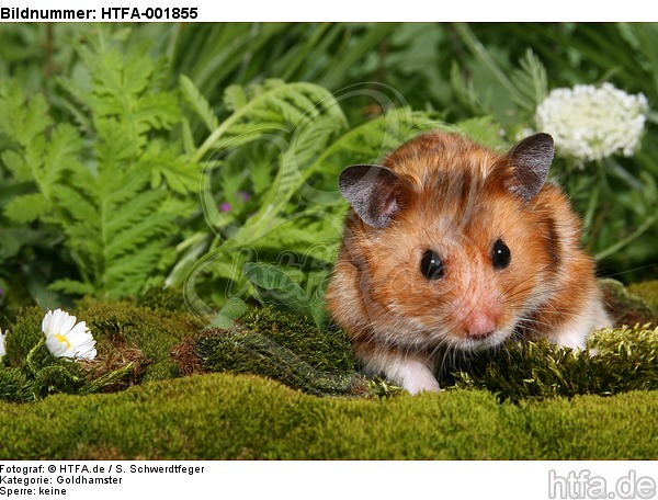 Goldhamster / golden hamster / HTFA-001855