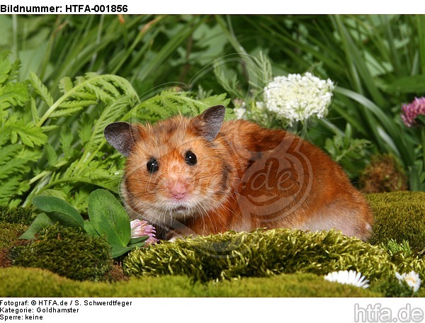 Goldhamster / golden hamster / HTFA-001856