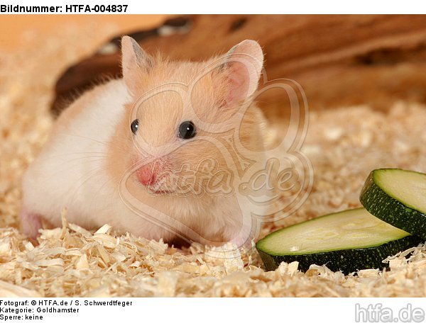 Goldhamster / golden hamster / HTFA-004837