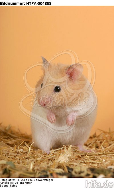 Goldhamster / golden hamster / HTFA-004858