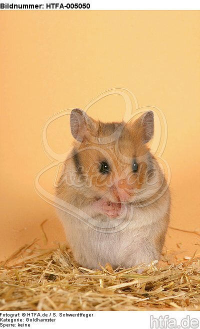 Goldhamster / golden hamster / HTFA-005050