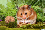 Goldhamster / golden hamster