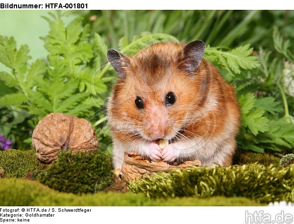 Goldhamster / golden hamster / HTFA-001801