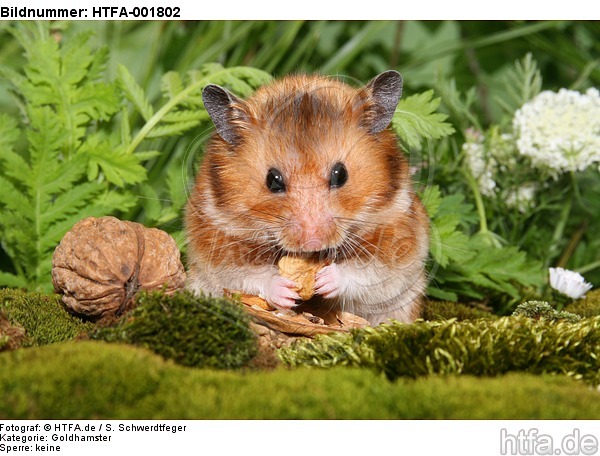 Goldhamster / golden hamster / HTFA-001802