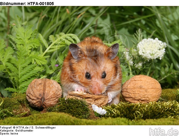 Goldhamster / golden hamster / HTFA-001805