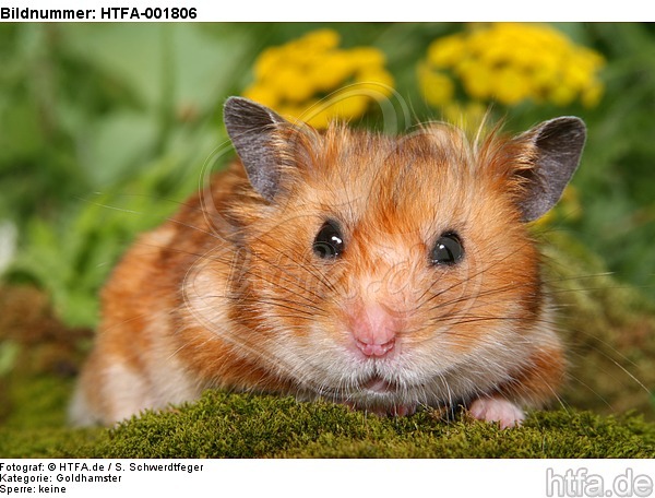 Goldhamster / golden hamster / HTFA-001806