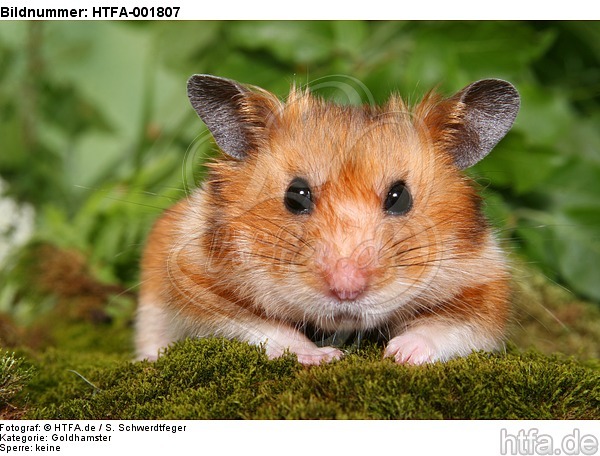 Goldhamster / golden hamster / HTFA-001807