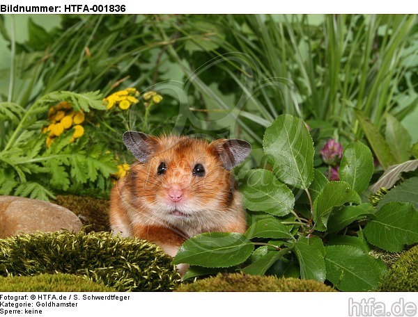 Goldhamster / golden hamster / HTFA-001836