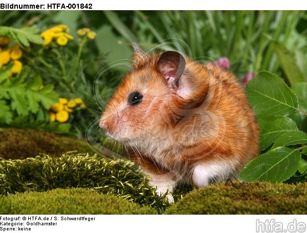 Goldhamster / golden hamster / HTFA-001842