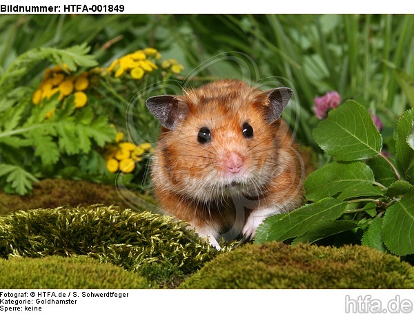 Goldhamster / golden hamster / HTFA-001849