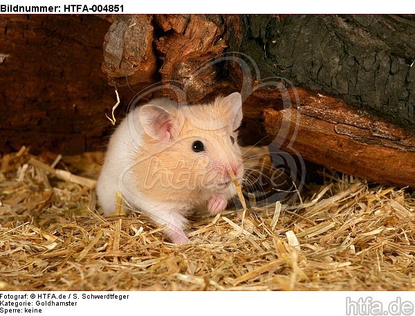 Goldhamster / golden hamster / HTFA-004851