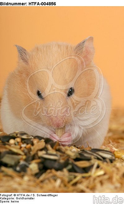 Goldhamster / golden hamster / HTFA-004856