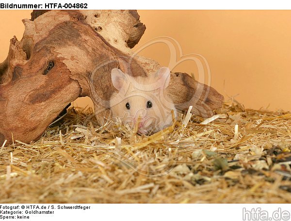 Goldhamster / golden hamster / HTFA-004862