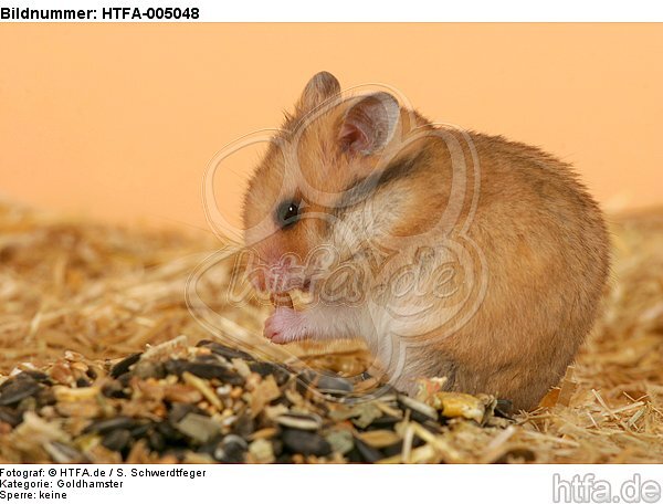 Goldhamster / golden hamster / HTFA-005048