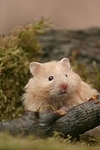 Teddyhamster / hamster