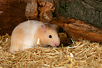 Goldhamster / golden hamster