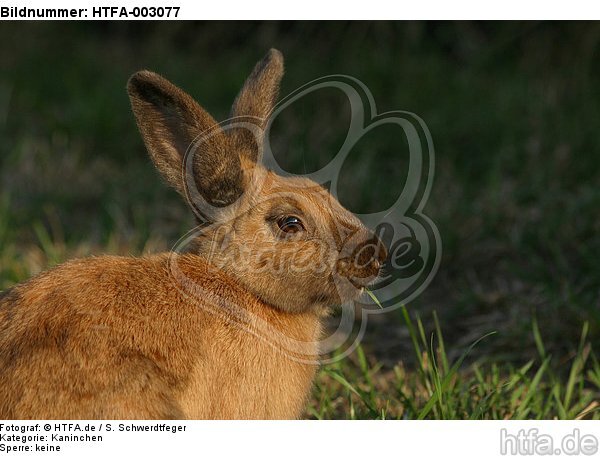 Kaninchen / bunny / HTFA-003077