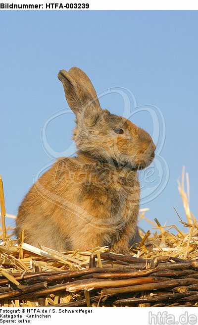 Kaninchen / bunny / HTFA-003239
