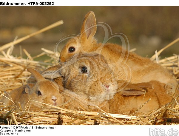 Kaninchen / bunnies / HTFA-003252
