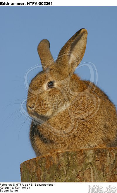 Kaninchen / bunny / HTFA-003361