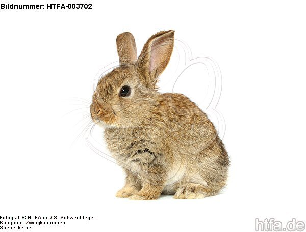 Zwergkaninchen / dwarf rabbit / HTFA-003702