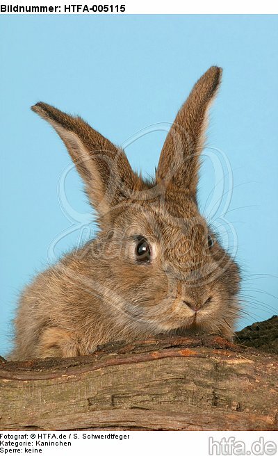 Kaninchen / rabbit / HTFA-005115