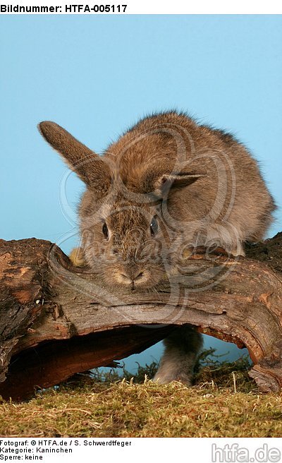 Kaninchen / rabbit / HTFA-005117